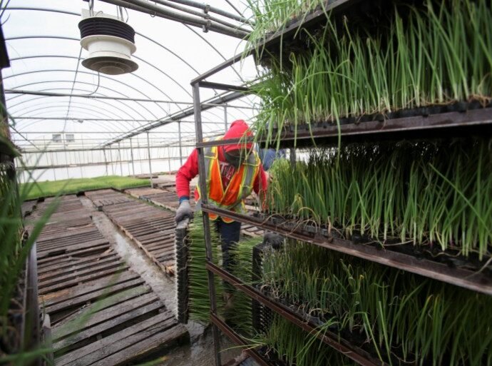 2020 04 29T000946Z 1690060166 RC20EG9XCGF8 RTRMADP 3 HEALTH CORONAVIRUS FARMWORKERS