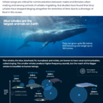 Interactive Whales stopsinging August8 2025 1754659625