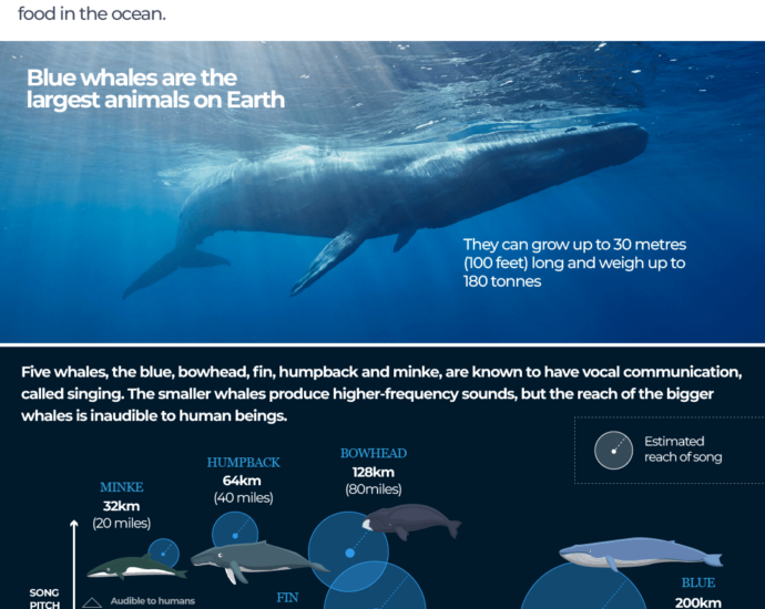 Interactive Whales stopsinging August8 2025 1754659625