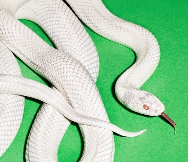 deftonesprivatemusic