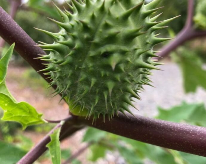 Datura stramonium 95845260 1779971028