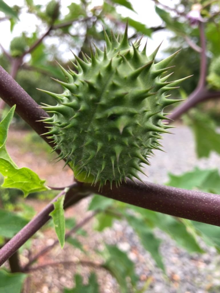 Datura stramonium 95845260 1779971028